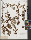 Foto von Salix aurita L.